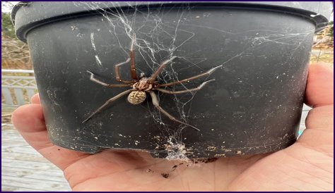 Discover The Fascinating World Of Pregnant House Spiders